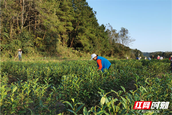 華菱集團：黨建引領駐村扶貧 建起脫貧“聚寶盆”